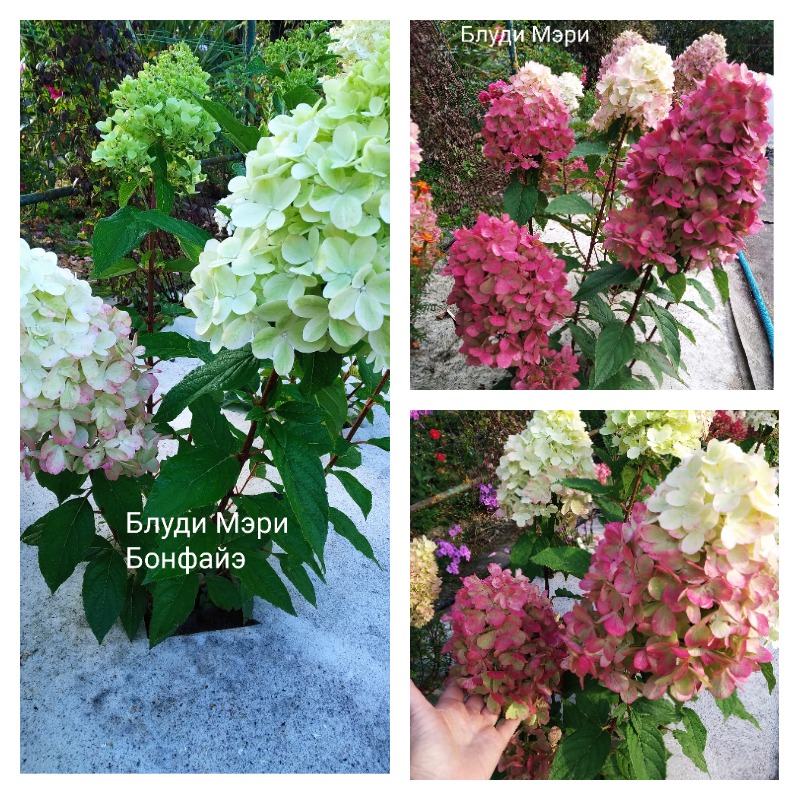 гортензия бонфайэ